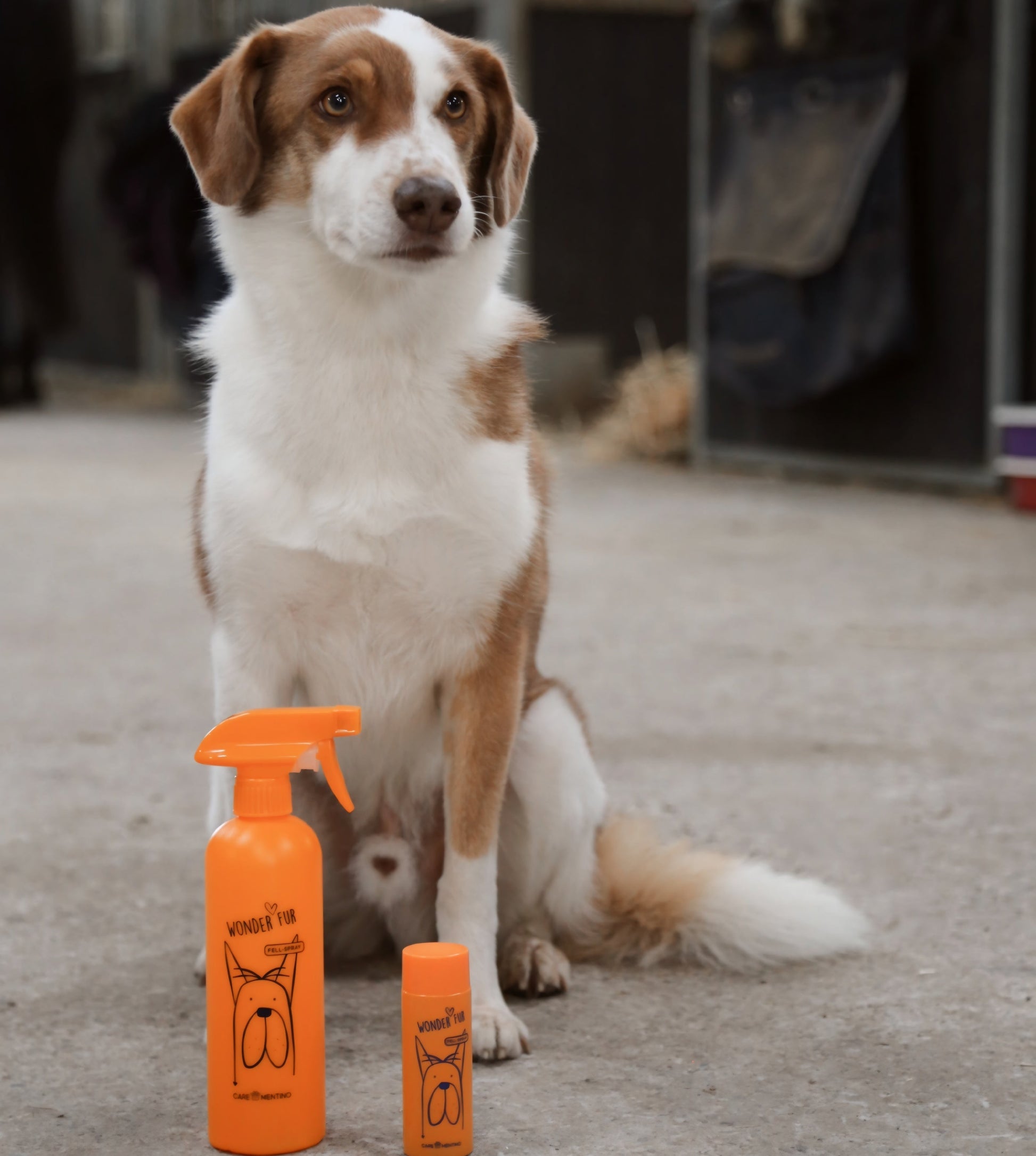 Hund mit Carementino Wonder Fur Fellspray – natürliche Hundepflege ohne Chemie